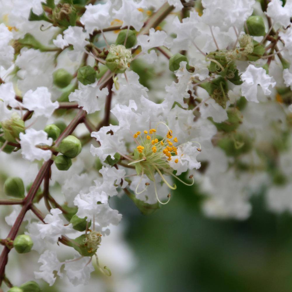 national PLANT NETWORK 3 gal. Crape Myrtle Natchez Shrub with White Flowers HD1832