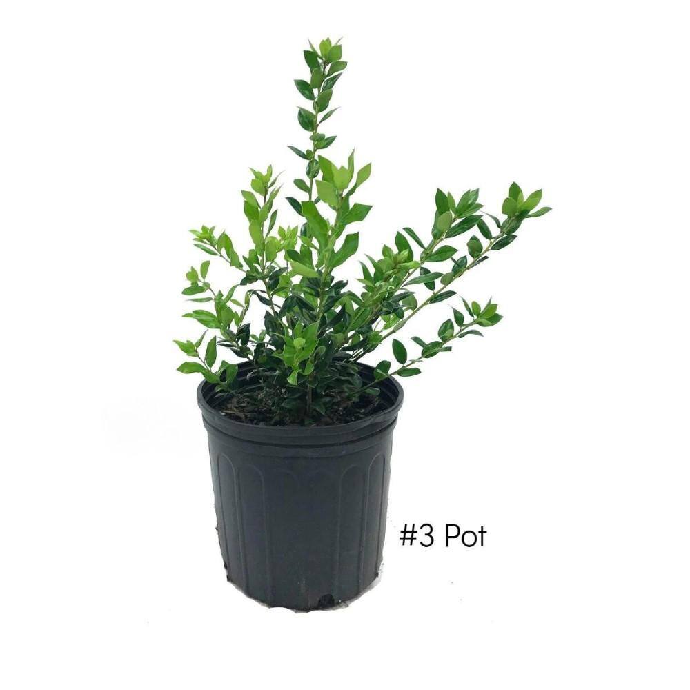 3 Gal. Needle Point Holly Evergreen Tree HOLNEE03G