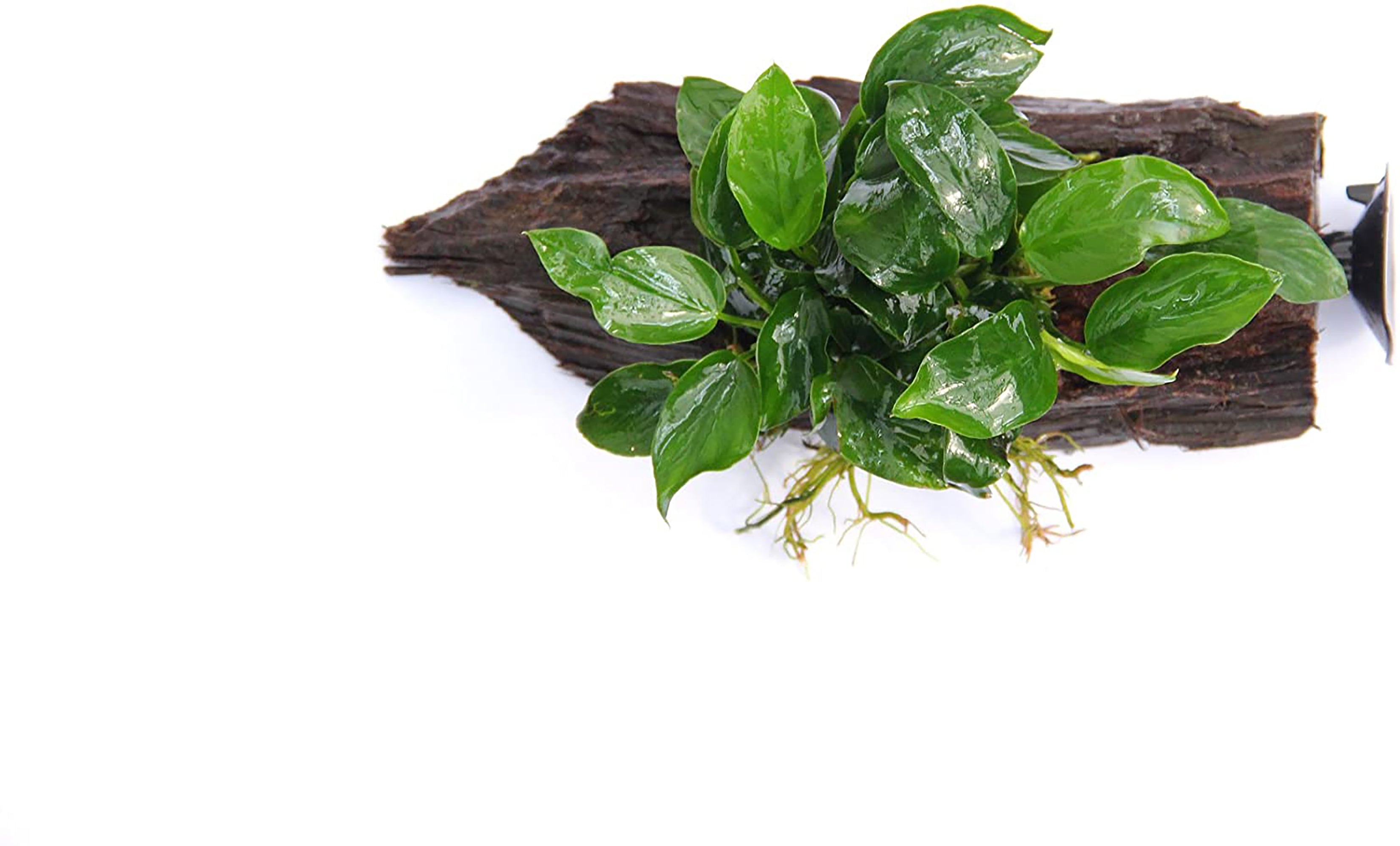 Anubias Barteri (Nana) Bare Root Small Live Aquarium Plants BUY2 GET1 FREE