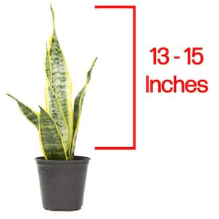 SMART PLANET Striped and Variegated Live Snake Plant (Sansevieria Laurentii) Air Purifying Houseplant in 4.25 in. Grower Pot 0880027