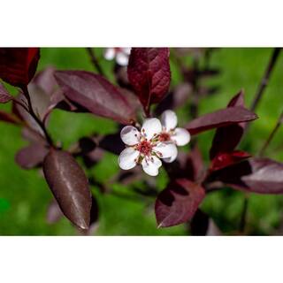 BELL NURSERY 3 Gal. Purple-Leaf Sand Cherry (Prunus x cisterna) Live Shrub with White Flowers PRNUS3CIS1PK