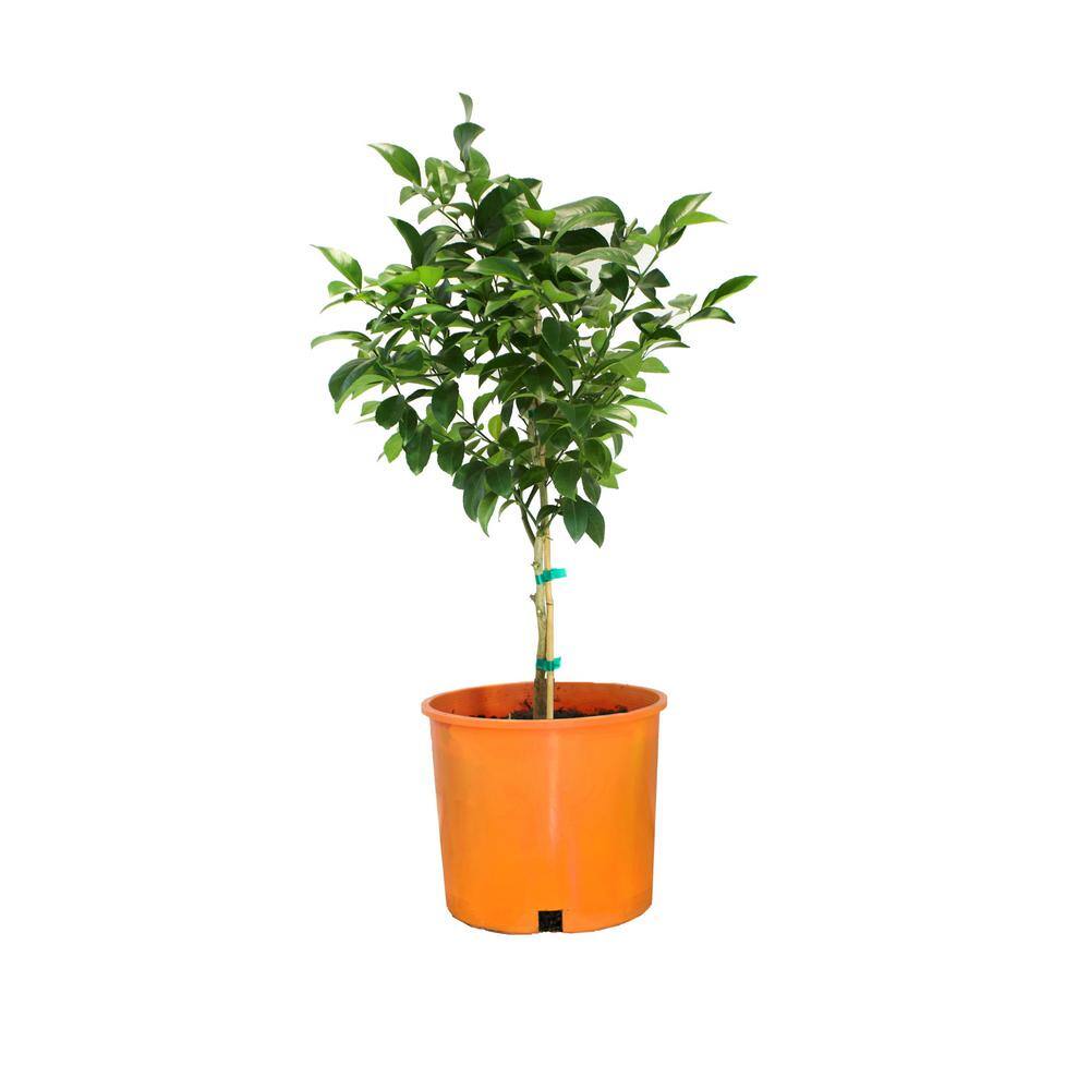 Alder  Oak 3-Container Washington Navel Orange Evergreen Tree Semi Dwarf WANP03