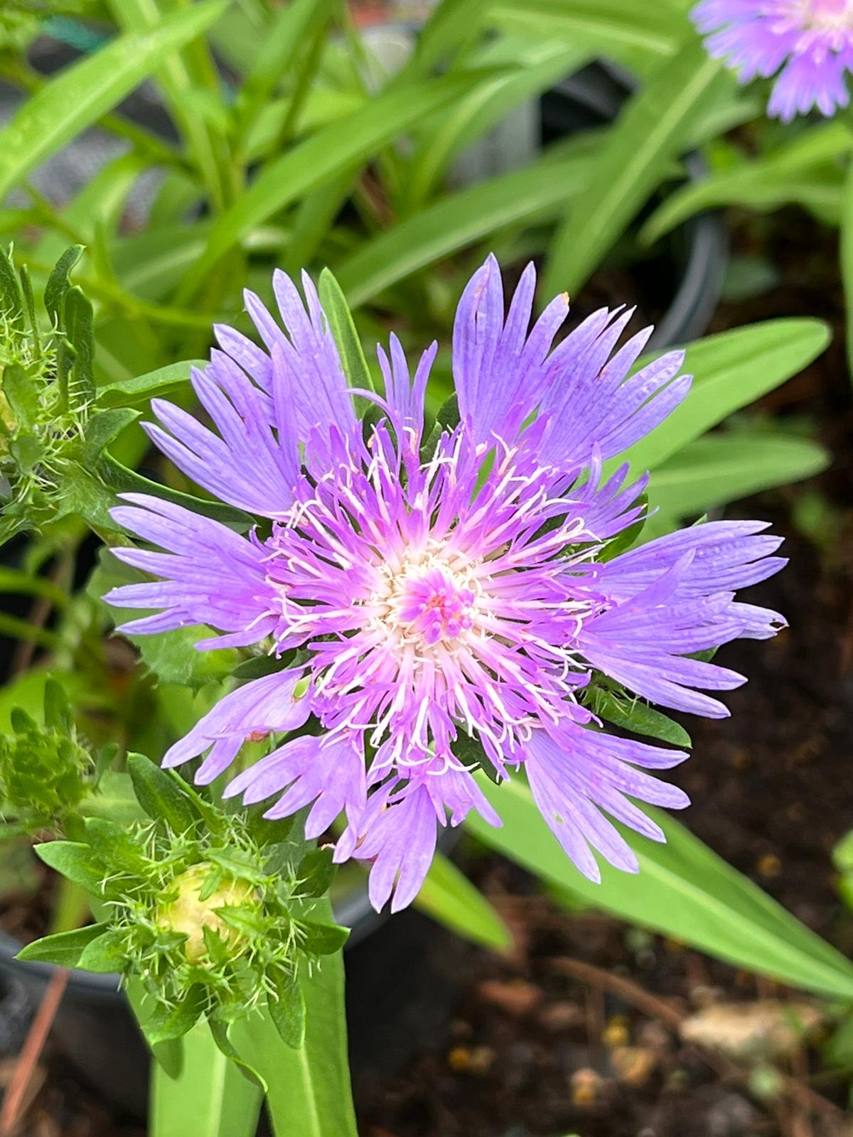 Danube Stokes Aster