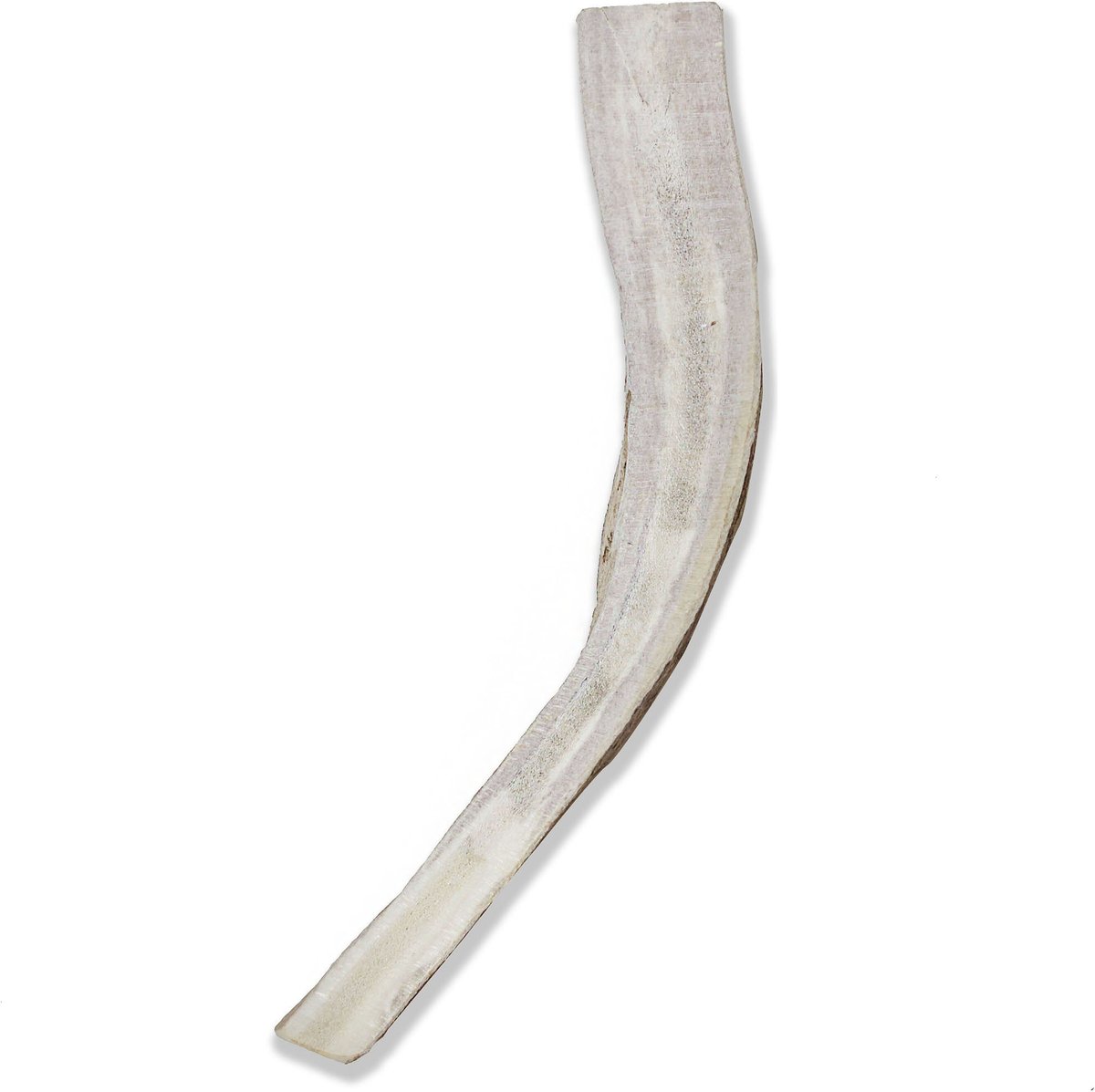 Prairie Dog Split Moose Antler Dog Chews， 9.5 - 10.5 inch