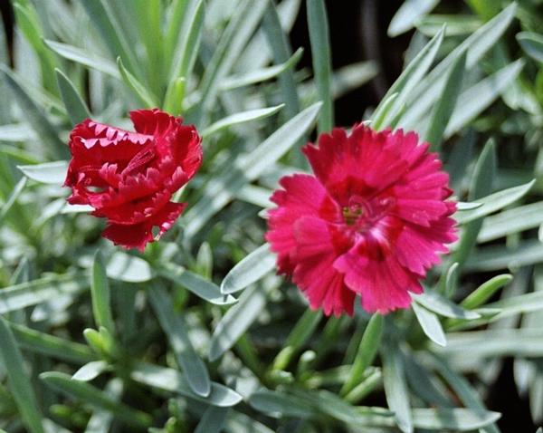 Dianthus 'Fire Star' Fire Star Dianthus