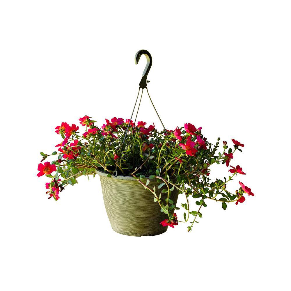 Vigoro 1.8 Gal. Purslane Plant Red Flowers in 11 In. Hanging Basket DC11HBPURSRED