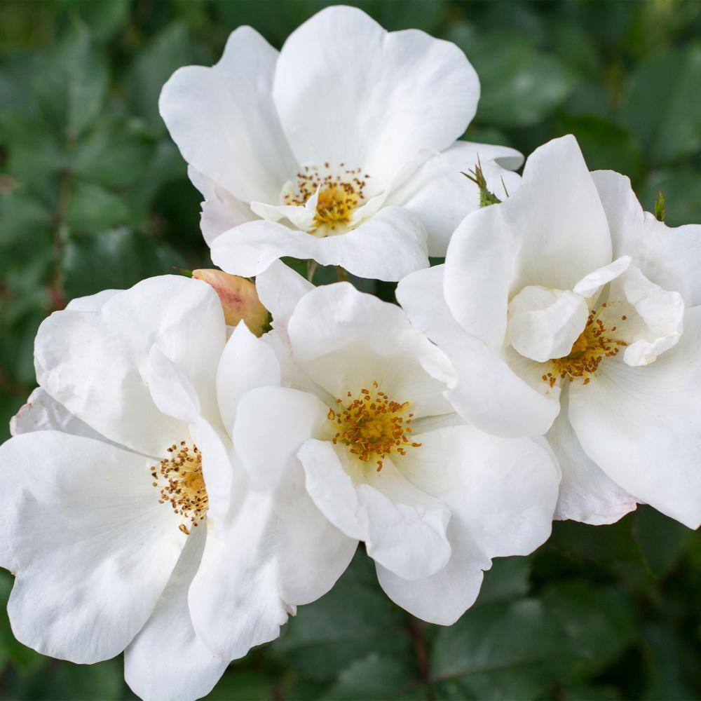 KNOCK OUT 1 Gal. White Knock Out Rose Bush with White Flowers 13170