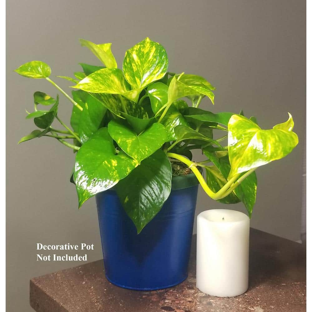 6 in. Golden Pothos Plant in Hanging Basket HBGldP006