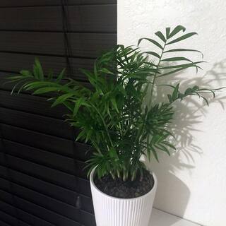 Costa Farms Neanthebella Indoor Palm in 6 in. Grower Pot Avg. Shipping Height 1-2 ft. Tall 6NEAN