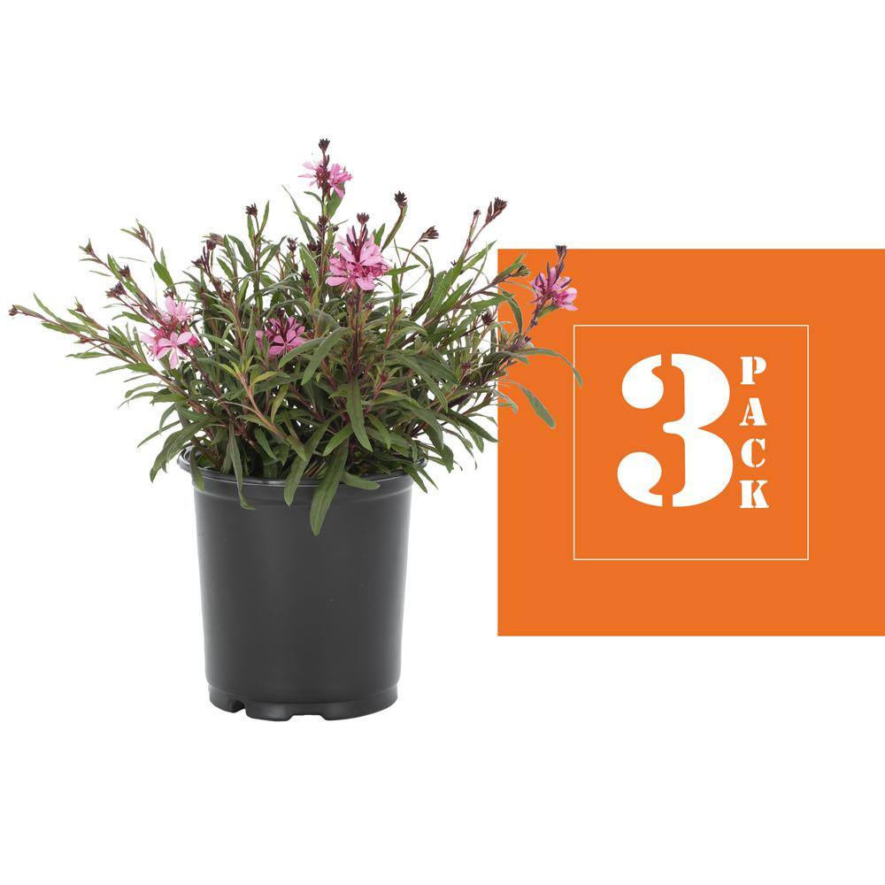 METROLINA GREENHOUSES 2 Qt. Gaura Belleza Pink Perennial Plant (3-Pack) 4139