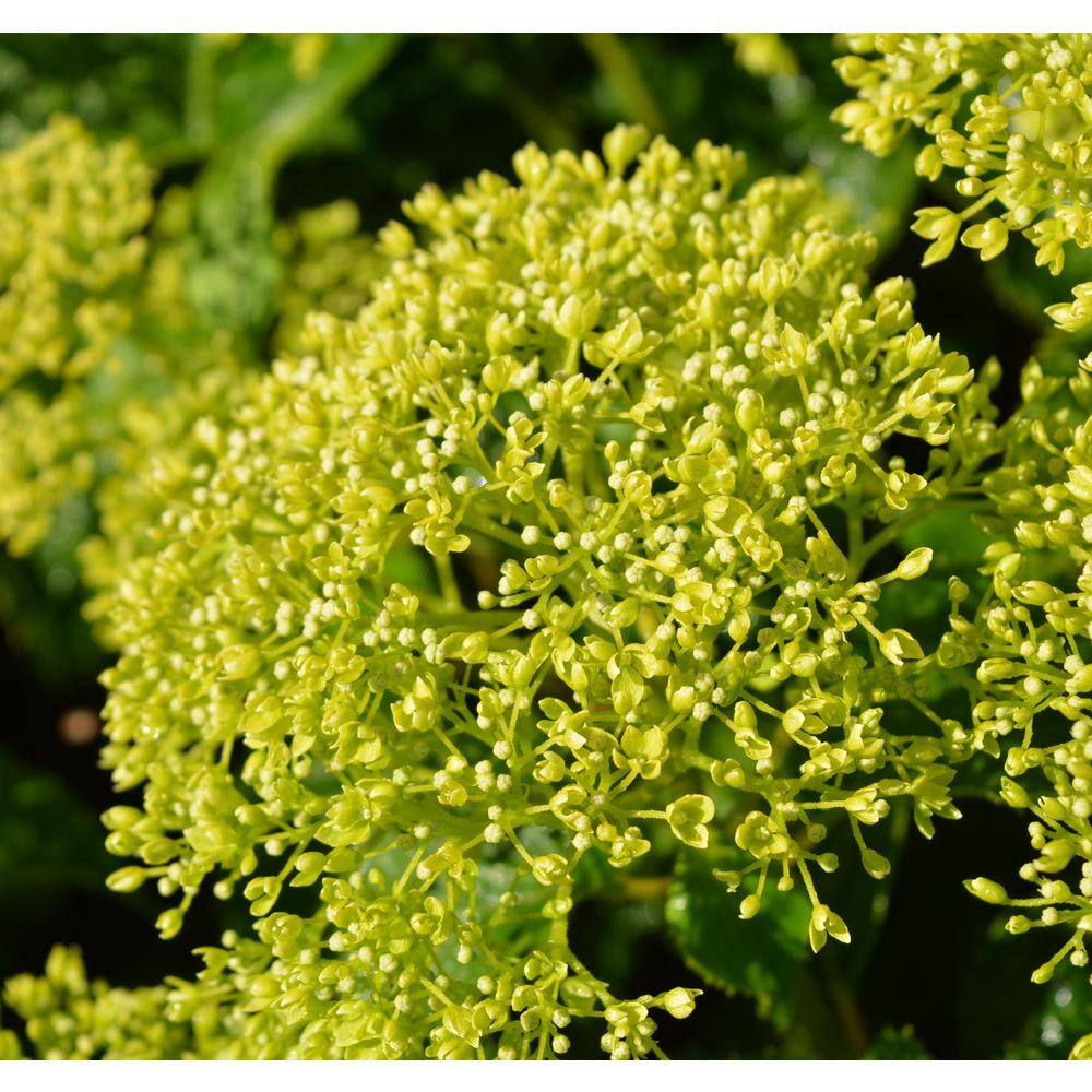 PROVEN WINNERS 2 Gal. Invincibelle Limetta Smooth Hydrangea (Arborescens) Live Shrub Green-White Flowers 11181