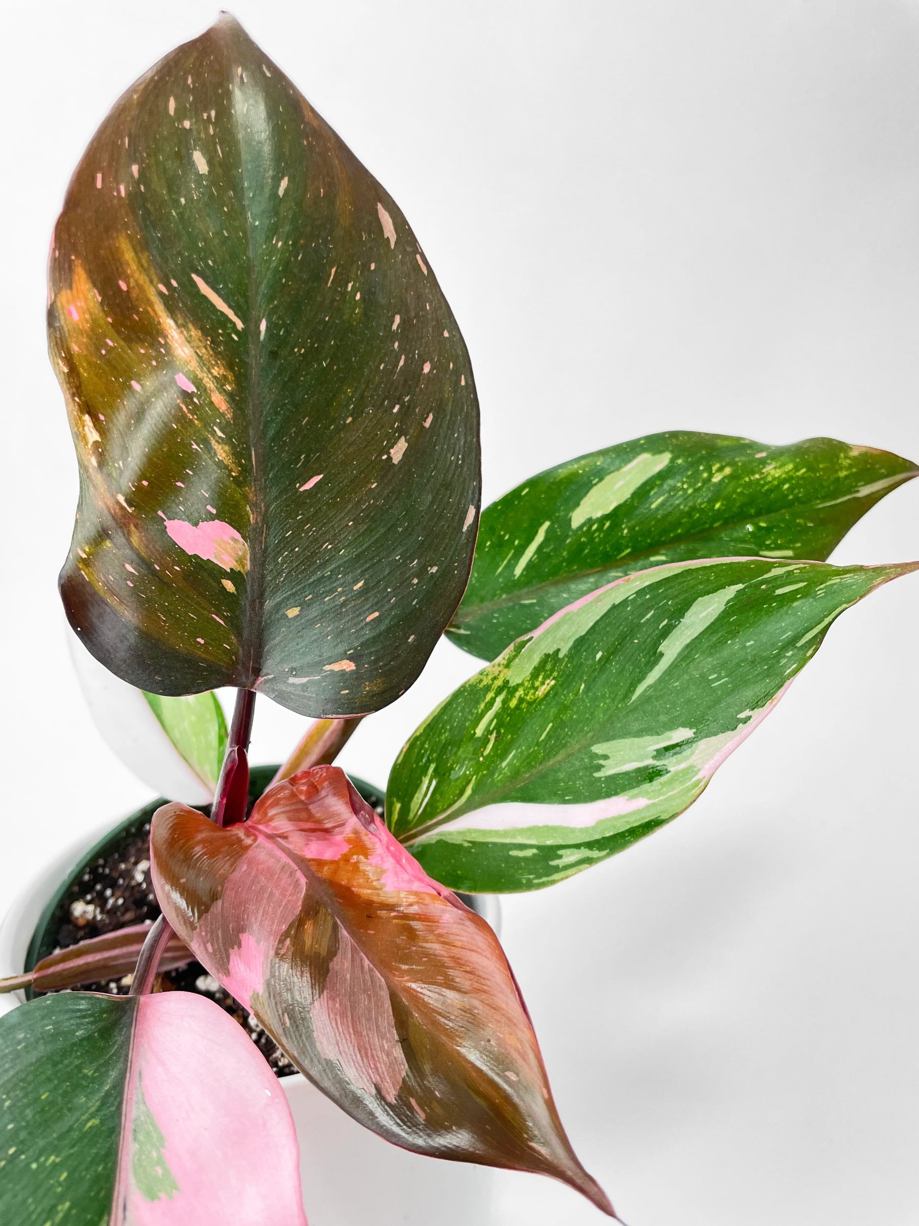 Philodendron Pink Princess