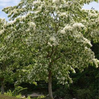 5 Gal. Chinese Fringe Tree FRICHI05G