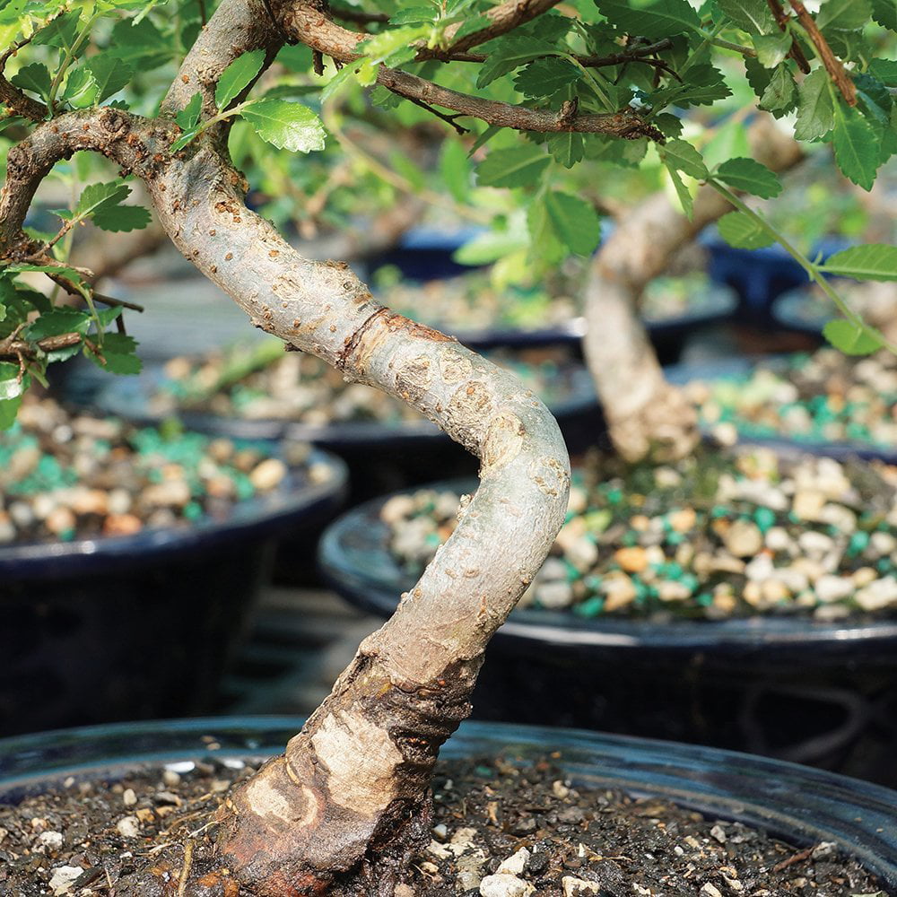 Brussel's Chinese Elm Bonsai - X Large - (Outdoor)