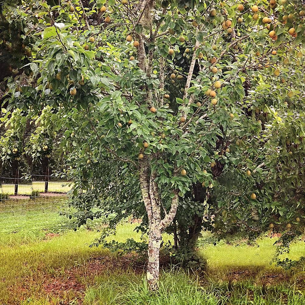 5 Gal. Flordahome Pear Tree PEAFLO05G