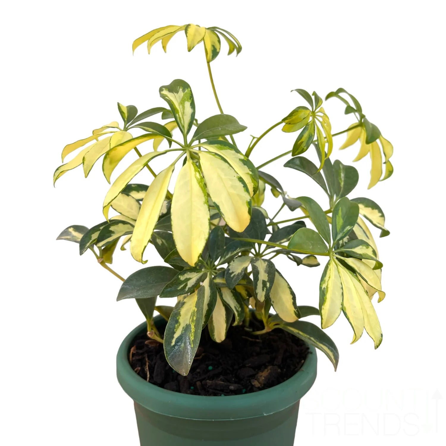 Live Dwarf Umbrella Tree - Premium Tropical Plant For Home， Perfect for Indoor or Outdoor Growing - Schefflera Arboricola - 8-12 Inches， Ships In Planter