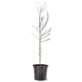Bald Cypress Shade Tree CYPBAL05G