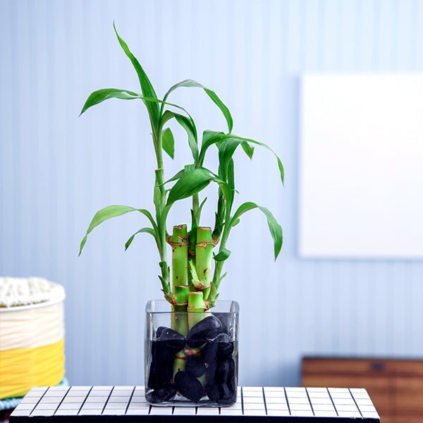 5 Lucky Bamboo Stalks (A Symbol of Positive Energy) - Gift Plant