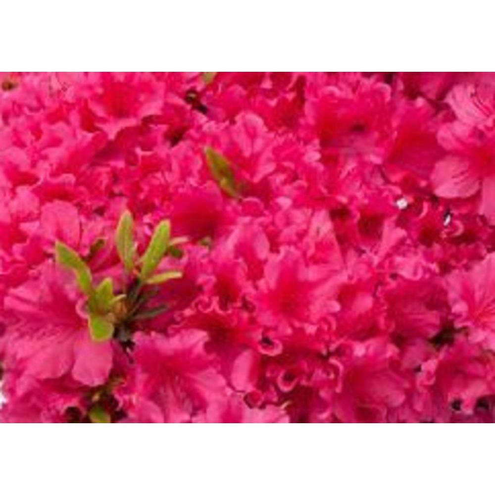BELL NURSERY 1 Gal. National Beauty Azalea Live Flowering Evergreen Shrub Pink Flowers AZLEA1NAT1PK
