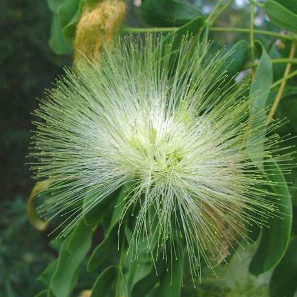 Albizia Lebbeck, Frywood - 0.5 kg Seeds