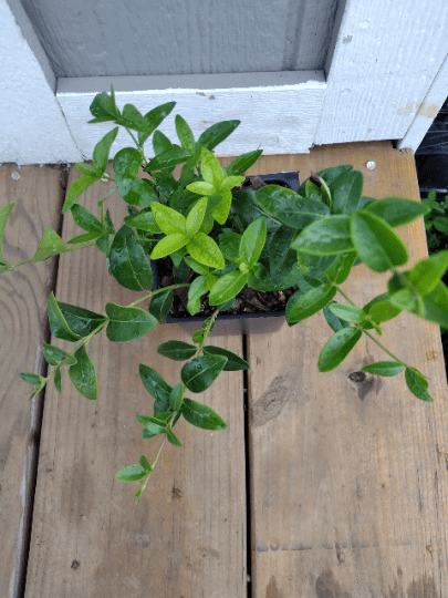 3 Vinca Plants Periwinkle/Vinca - Hardy Groundcover in 4 inch Pots