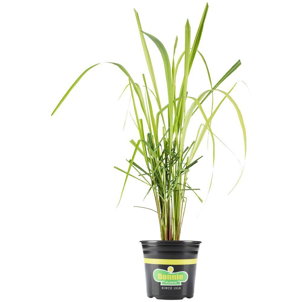 Bonnie Plants 2.32 qt. Lemongrass Herb Plant 5201