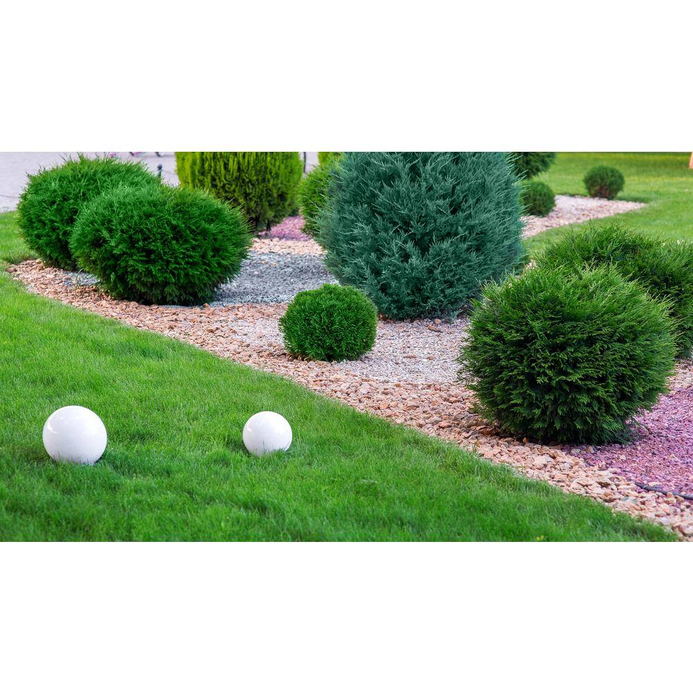 BELL NURSERY 3 Gal. Lyonsville Arborvitae (Thuja occidentalis) Live Evergreen Shrub THUJA3LIN1PK