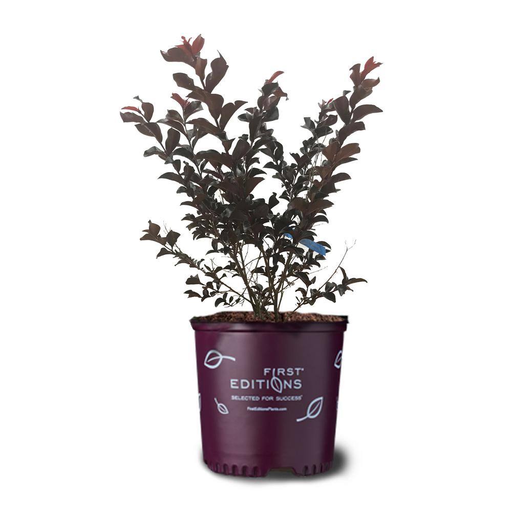 FIRST EDITIONS 3 Gal. Lunar Magic Crape Myrtle Tree CRMLMA03G