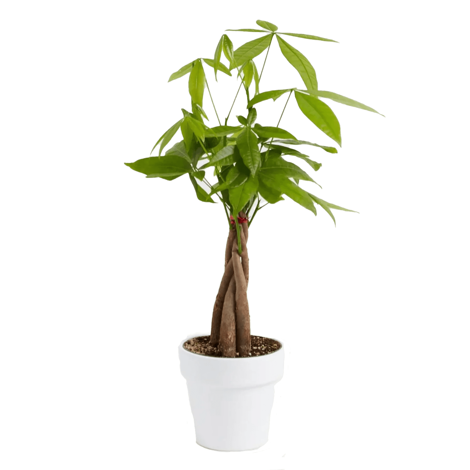 Lively Root Money Tree Kit