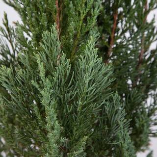 FLOWERWOOD 3 Gal. Blue Point Juniper - Live Evergreen ShrubTree 33733