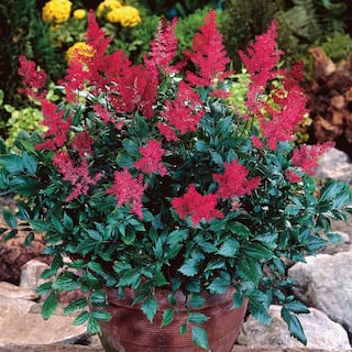 VAN ZYVERDEN Astilbe Red Sentinel Roots (Set of 5) 83831