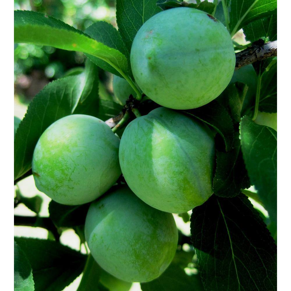Online Orchards Dwarf Green Gage Plum Tree Bare Root FTPL005