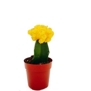 Vigoro 2.5 in. Grafted Moon Cacti Plant Collection 79885