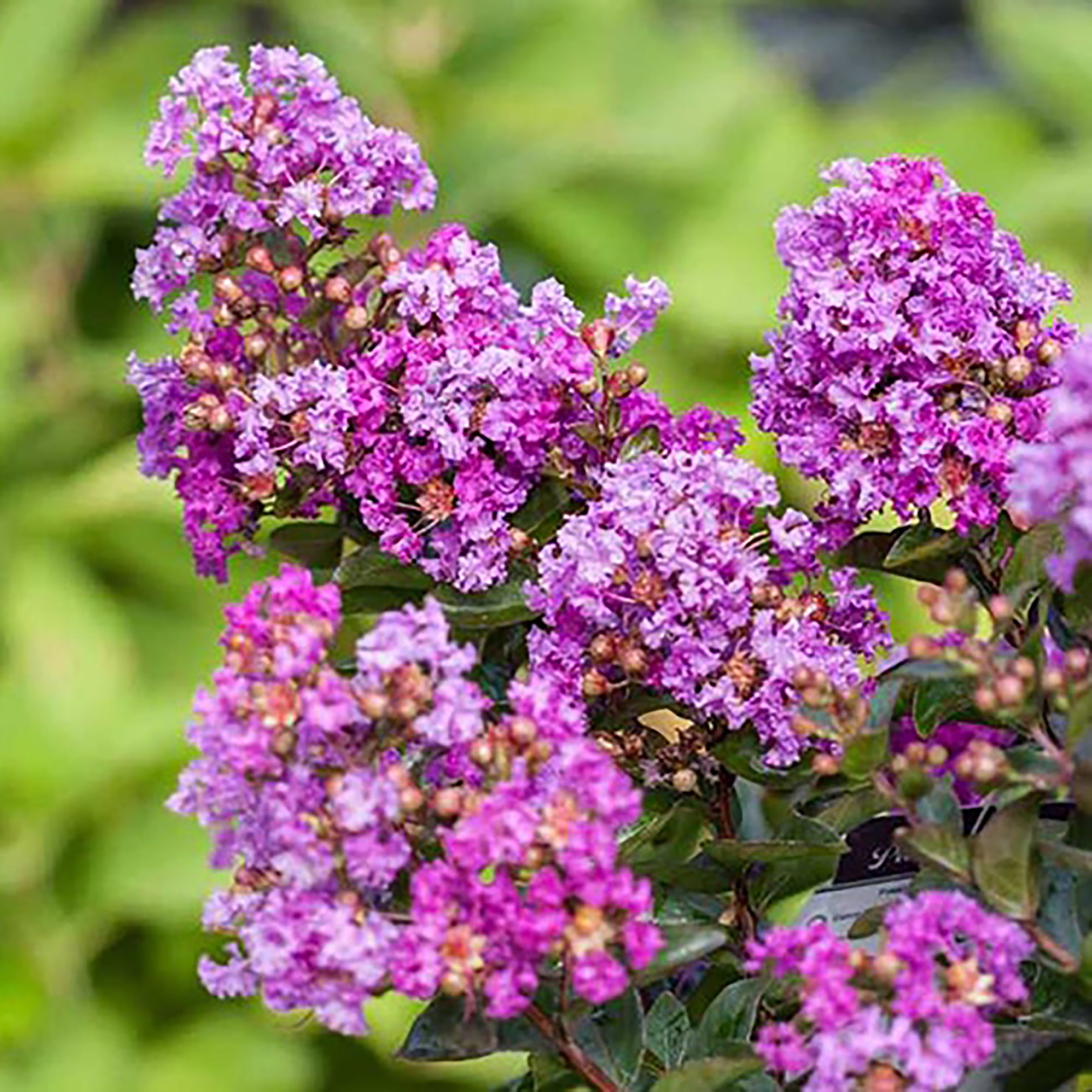 First Editions Purple Magic Crape Myrtle Live Shrub (3 Gallon)