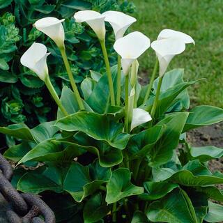 Garden State Bulb 1618 cm Aethiopica Calla Lily Flower Bulbs (Bag of 10) ECS-61-10-02