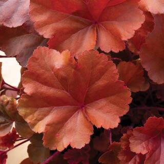 NATURE'S NUTRIENTS 1.5 PT Heuchera Coral Bell 'Carnival Cinnamon Stick' Perennial Plant 1007426749