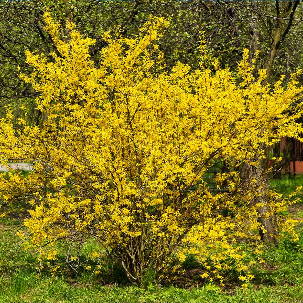 Lynwood Gold Forsythia Shrub