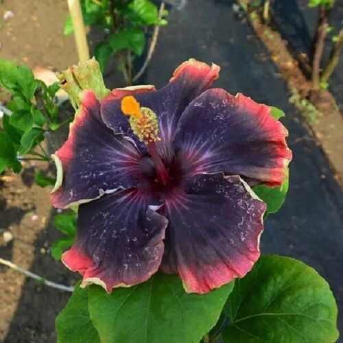 Black Night Rose of Sharon (Hibiscus) Flower Shrub， Blue Flowers Hardy Korean Rose of Sharon Starter 25+ seeds pack