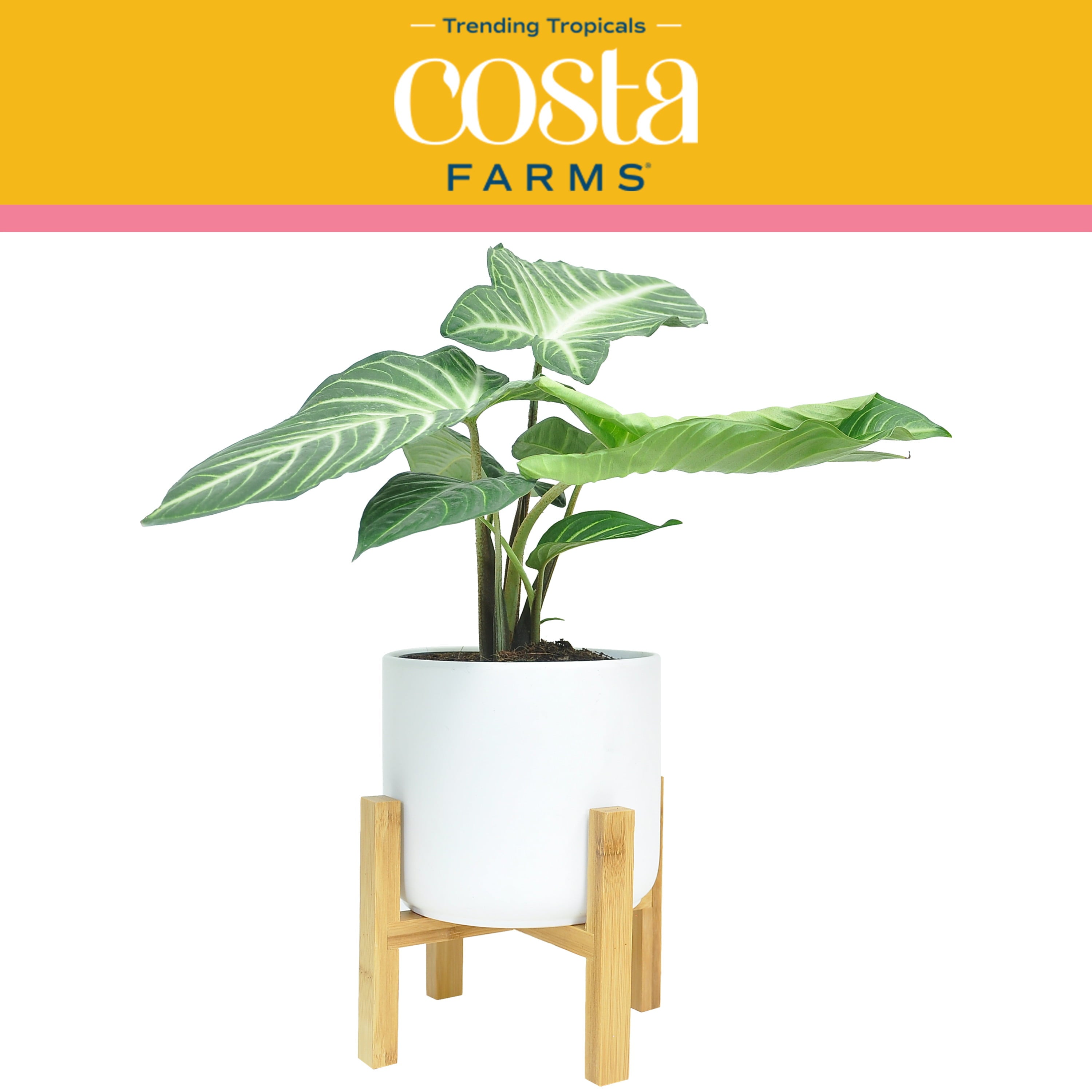 Costa Farms Trending Tropicals Live Indoor 15in. Tall Green Xanthosoma; Bright， Indirect Sunlight Plant in 6in. Mid-Century Modern Planter