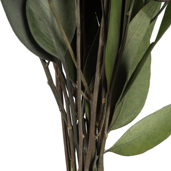 Vickerman 18 Green Weeping Willow Eucalyptus Foliage，5 oz Bundle，Preserved