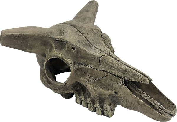 Komodo Deer Skull， Medium