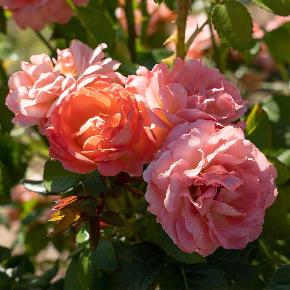 KNOCK OUT 1 Gal. Orange Glow Knock Out Rose Bush with Orange Flowers 17626