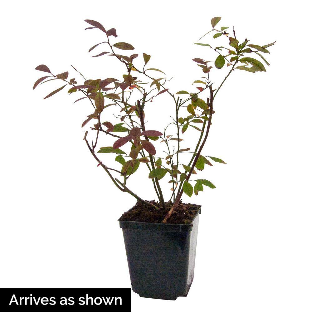 Gurney's Tophat Dwarf Blueberry Bush Fruit Bearing Starter Plant (1-Pack) 96319