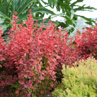 Southern Living 2 Gal. Orange Rocket Barberry Shrub 14372