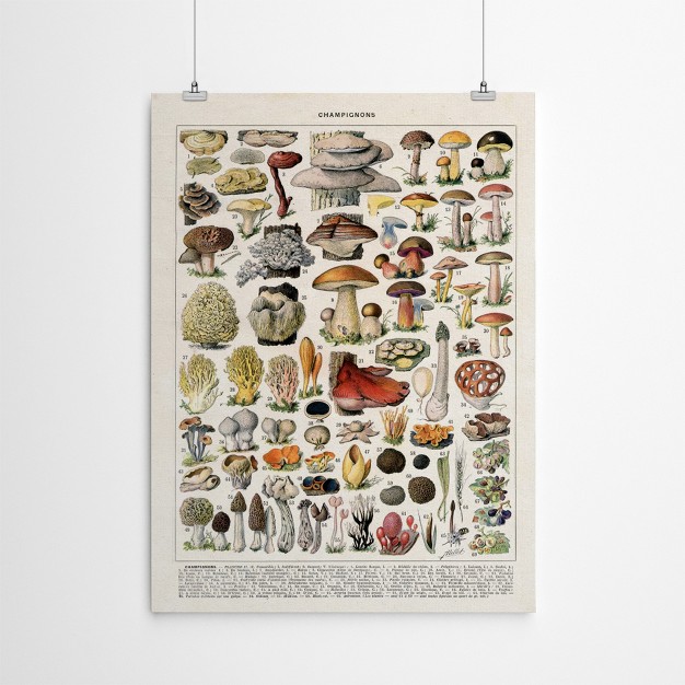 Americanflat Botanical Educational Champignons Vintage Art Print By Samantha Ranlet Poster