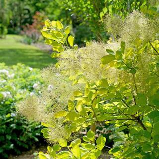 PROVEN WINNERS 3 Gal. Winecraft Gold Smokebush Live Flowering Shrub with Orange to Chartreuse Green Foliage and Pink Flowers (1-Pack) SMOKE3WGS1PK