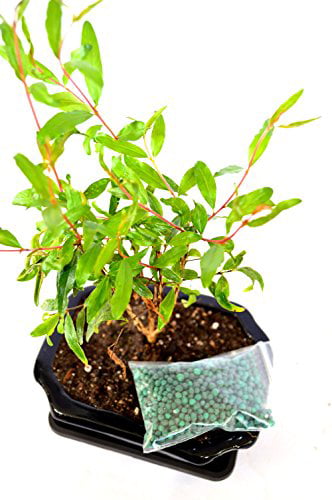 9GreenBox - Dwarf Pomegranate Mame Bonsai Great Fruiting Plant With Ceramic Pot