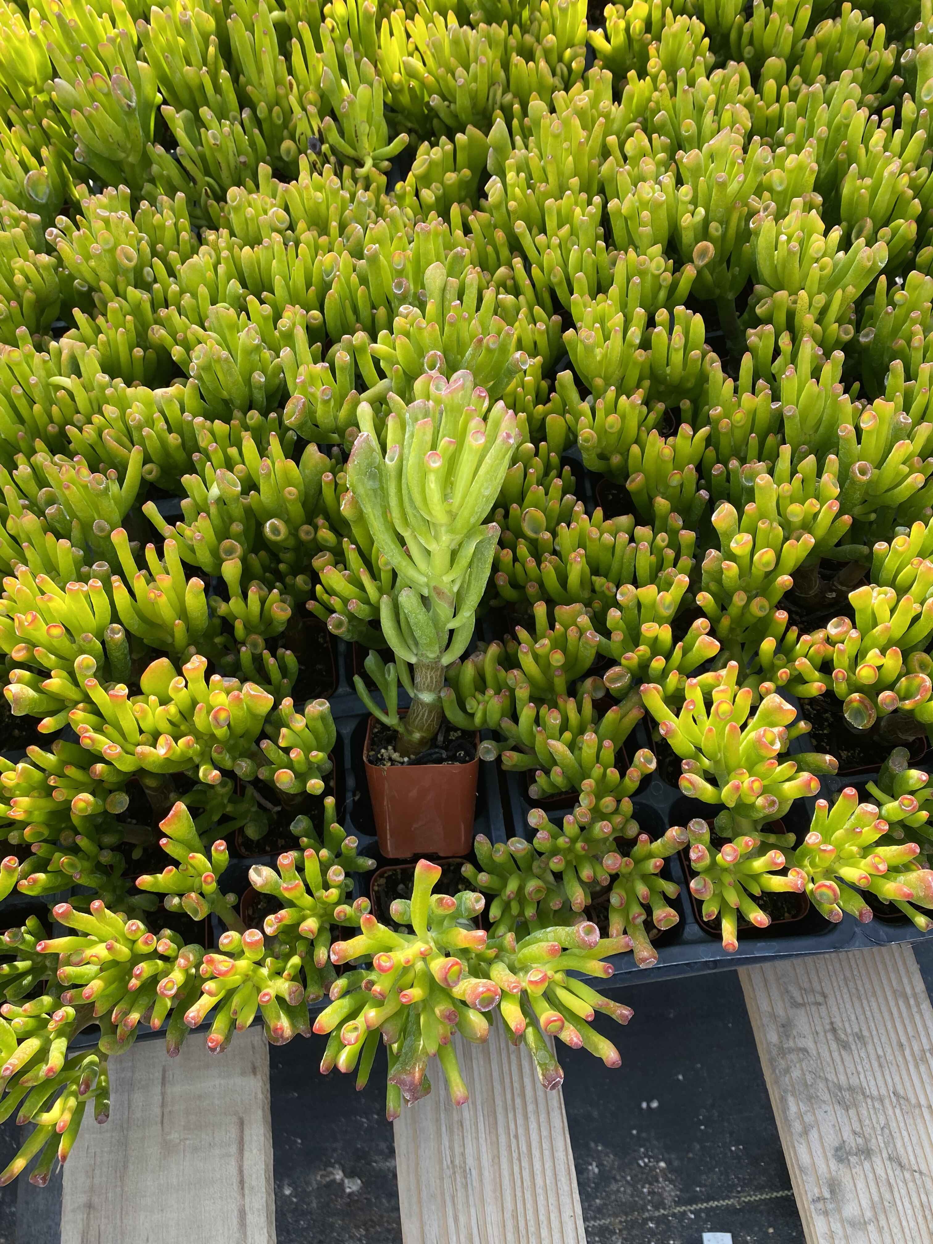 Crassula Ovata Gollum Jade Tree Succulent Plant Fingering Jade Plant 5inch to 6inch Fully Rooted in 2” Planter