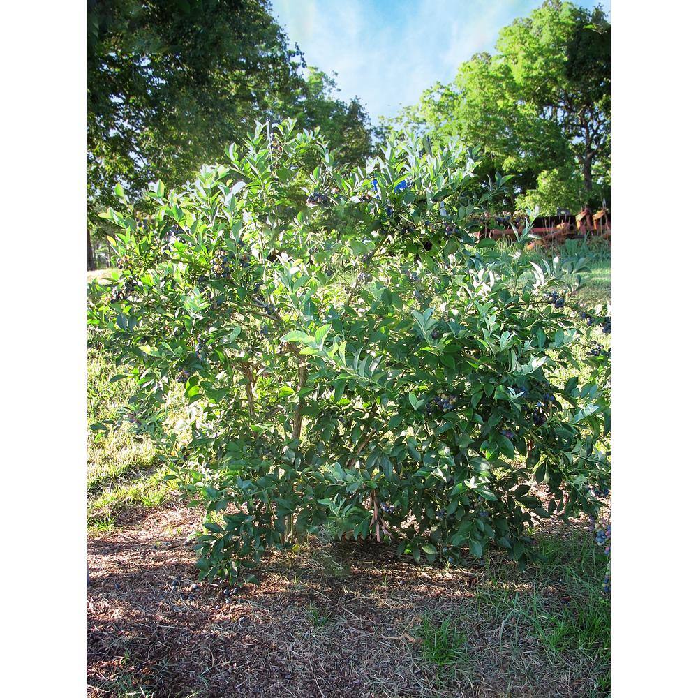Brightwell Blueberry Rabbiteye Variety Decidious Fruit Plant BLUBRI05G