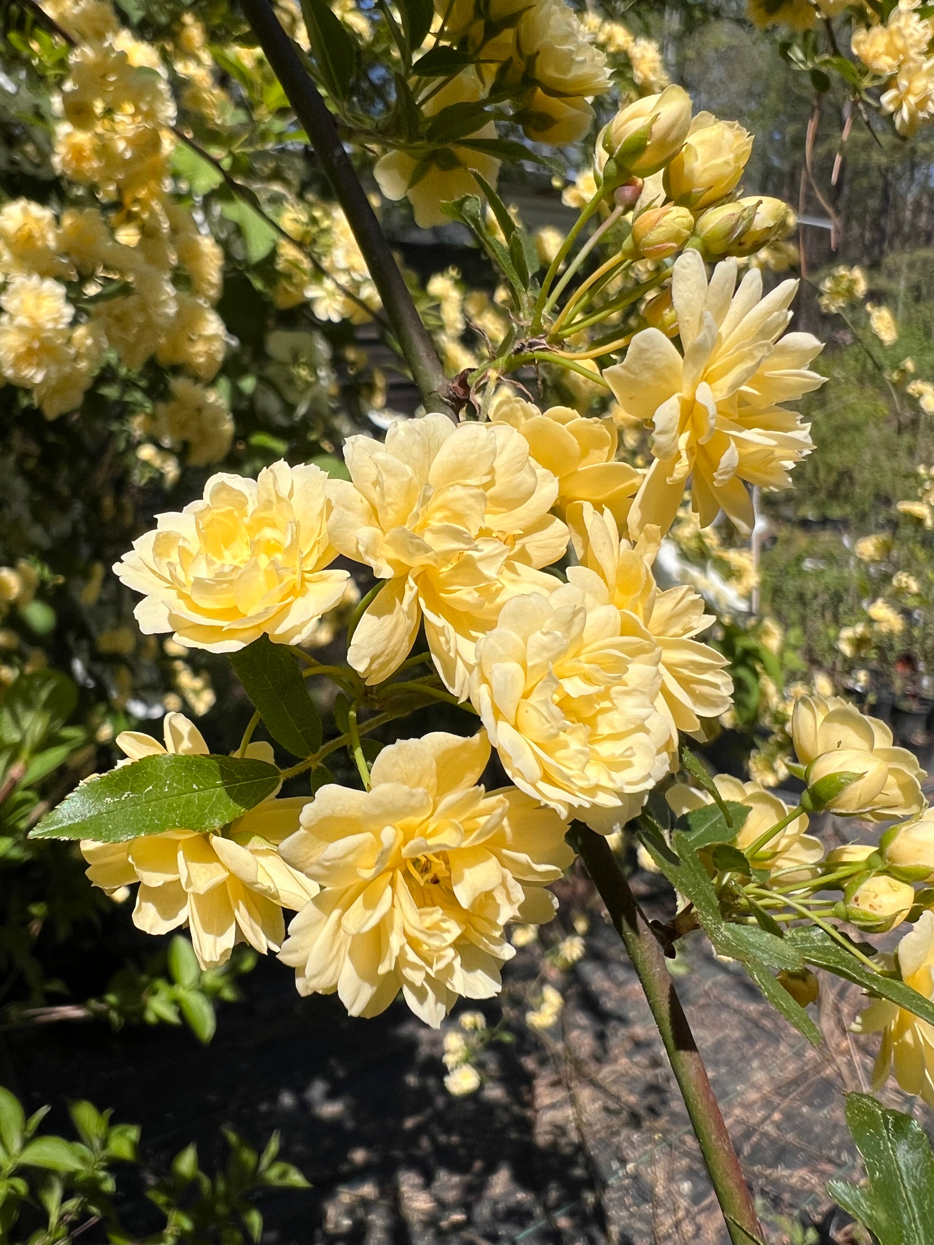 Yellow Lady Banks Rose